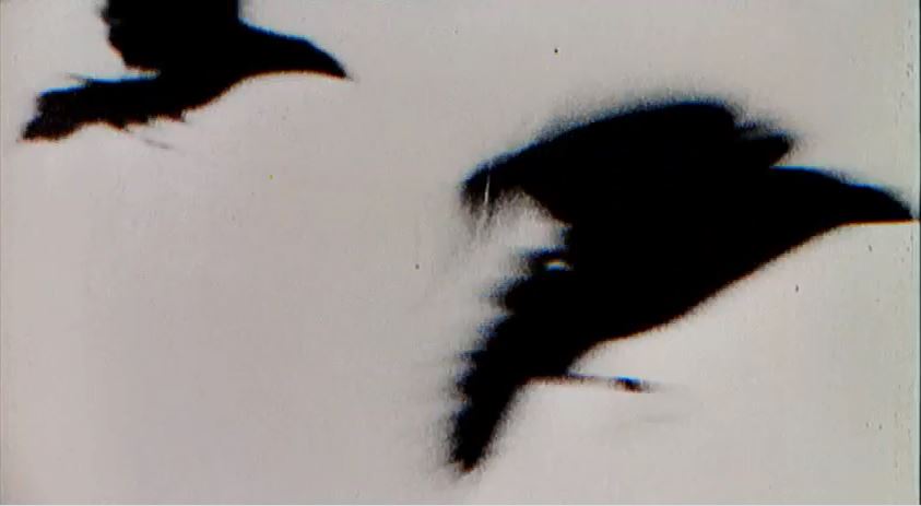 Birds in The Birds: Hitchcock and&nbsp;Sound